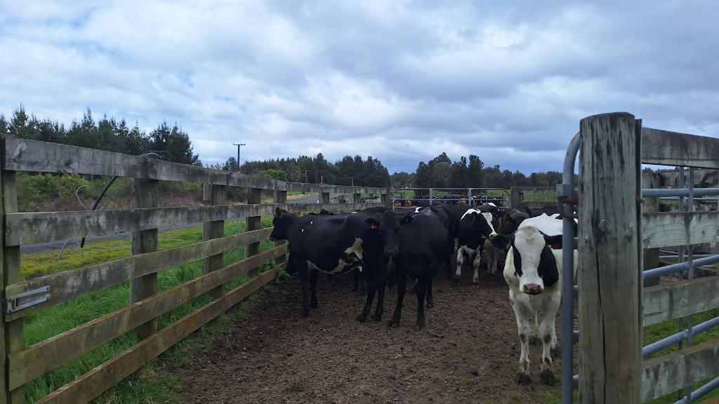 Ag Assist - Lena Thomasen