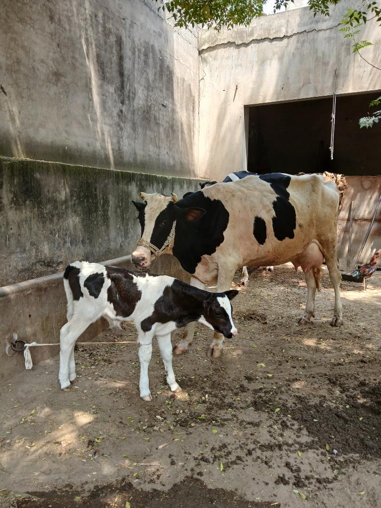 Dairy Farm Assistant for Feeding & Milking in Punjab, Pakistan