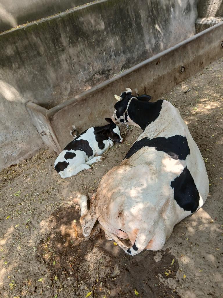 Ag Assist - Dairy Farm Assistant for Feeding & Milking in Punjab, Pakistan