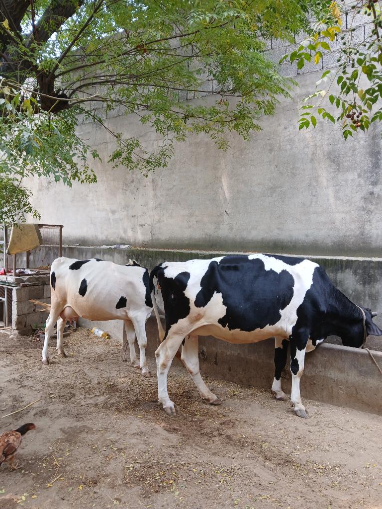 Ag Assist - Dairy Farm Assistant for Feeding & Milking in Punjab, Pakistan