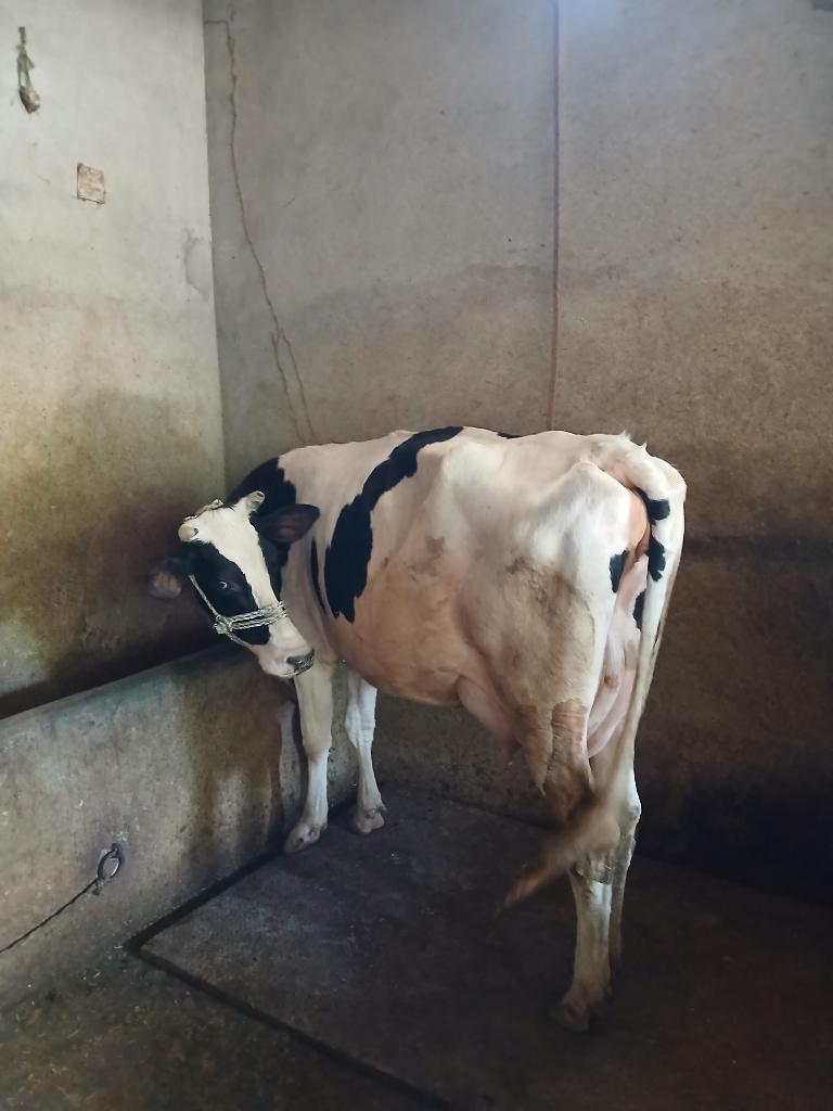 Ag Assist - Dairy Farm Assistant for Feeding & Milking in Punjab, Pakistan