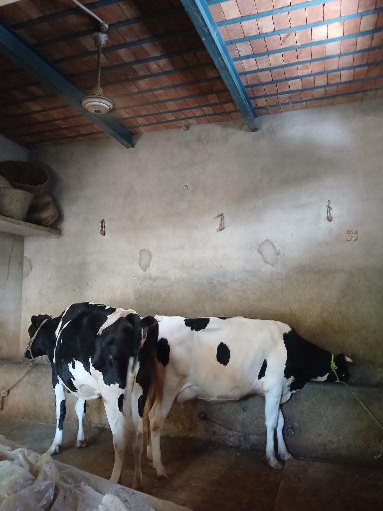 Ag Assist - Dairy Farm Assistant for Feeding & Milking in Punjab, Pakistan