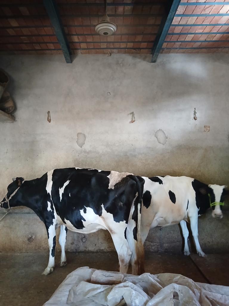 Ag Assist - Dairy Farm Assistant for Feeding & Milking in Punjab, Pakistan