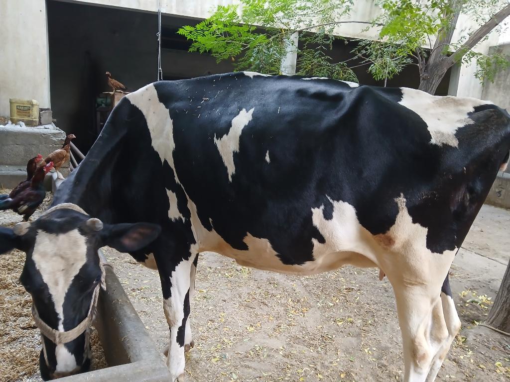 Ag Assist - Dairy Farm Assistant for Feeding & Milking in Punjab, Pakistan