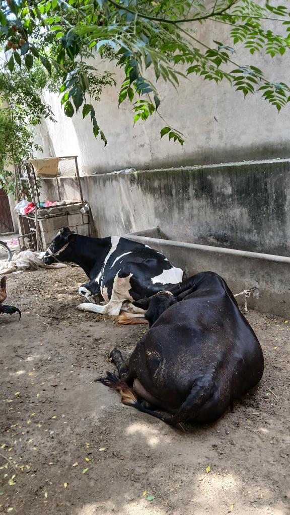 Ag Assist - Dairy Farm Assistant for Feeding & Milking in Punjab, Pakistan