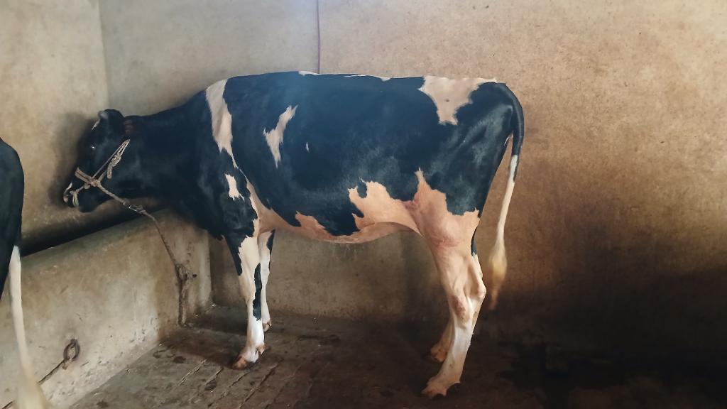 Ag Assist - Dairy Farm Assistant for Feeding & Milking in Punjab, Pakistan