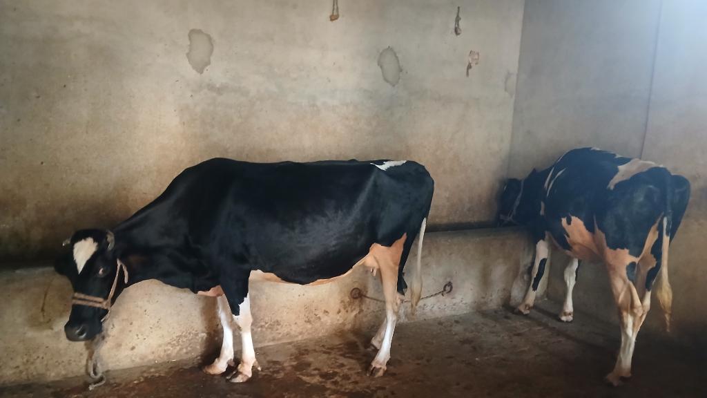 Ag Assist - Dairy Farm Assistant for Feeding & Milking in Punjab, Pakistan