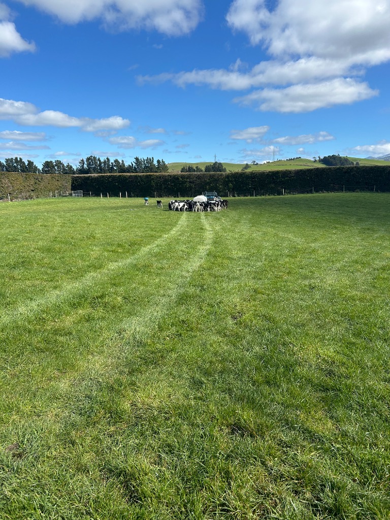 Dairy farm assistant