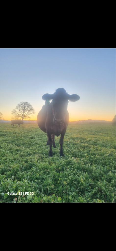 Farm assistant/general good bugger
