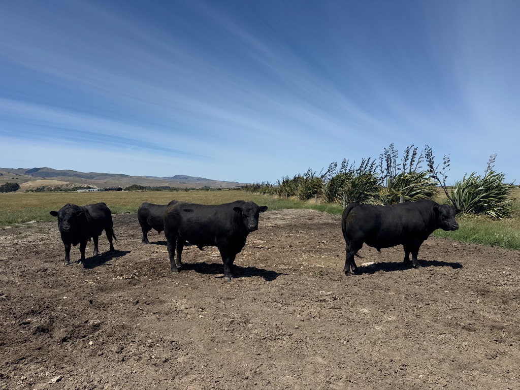 Wanted Prime bull/ cull cows/ export prime/ heifers & Prime lamb/mutton