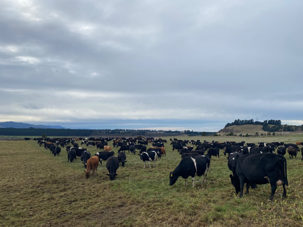 Wanted cull cows/ prime bull/ export prime/ heifers & Prime lamb/mutton