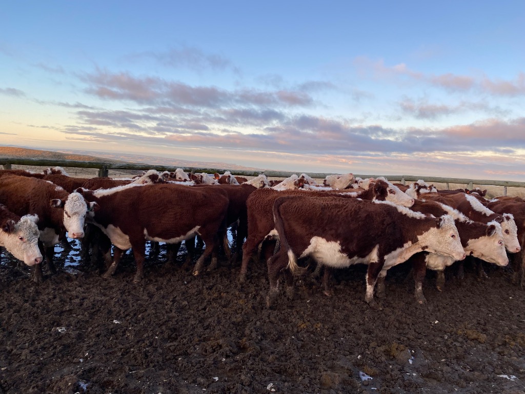 Wanted cull cows/ prime bull/ export prime/ heifers & Prime lamb/mutton