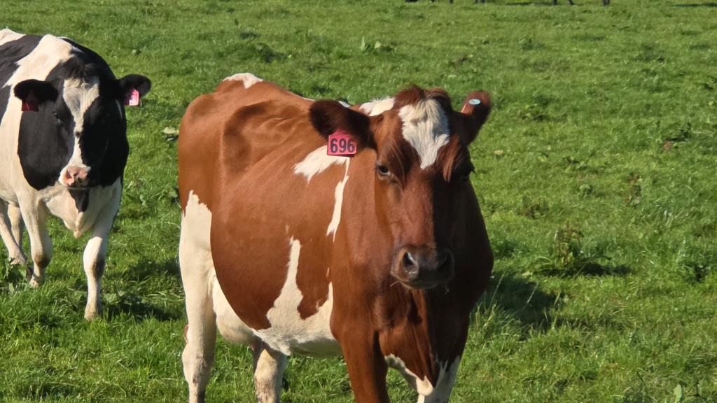 Ag Assist - Ashburton Farm Assistant Position