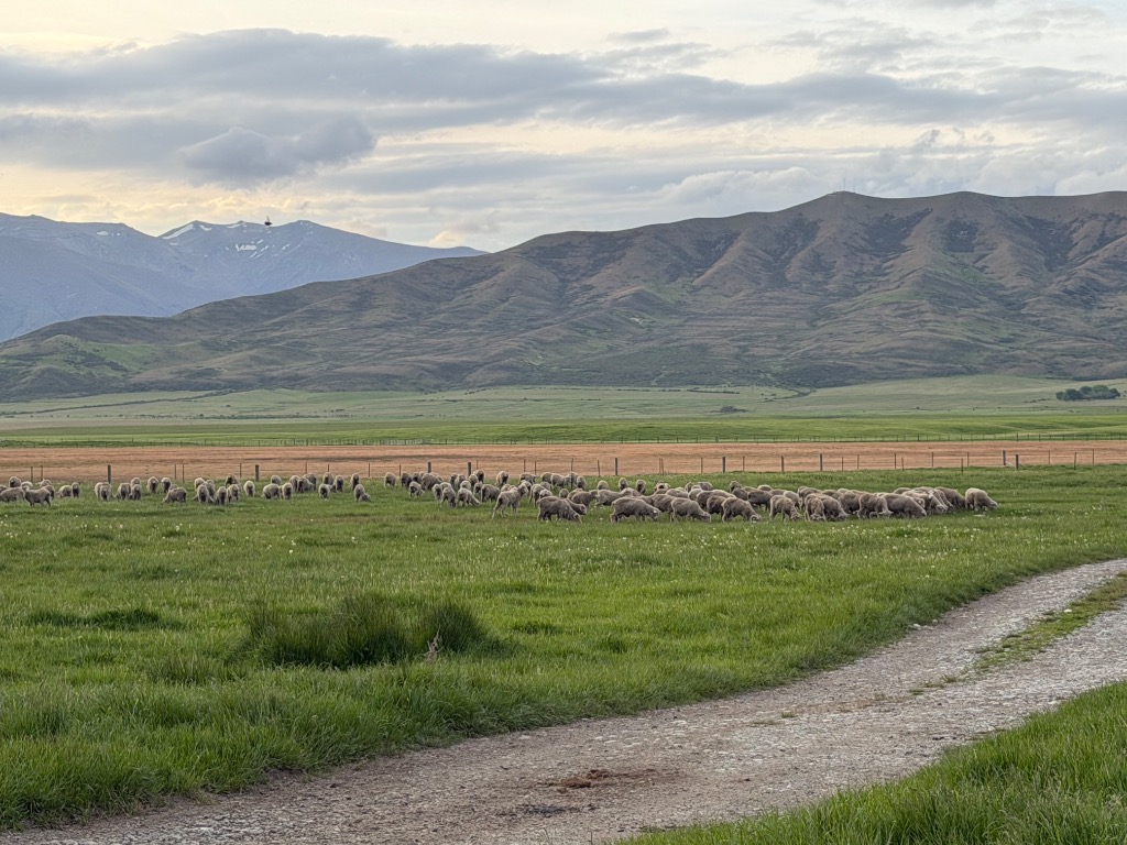 Ag Assist - Tractor Driver/Farmhand