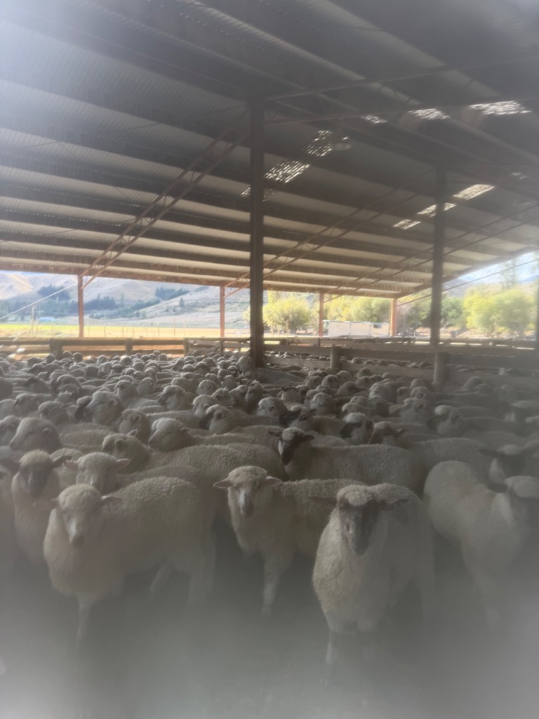 Ag Assist - Tractor Driver/Farmhand