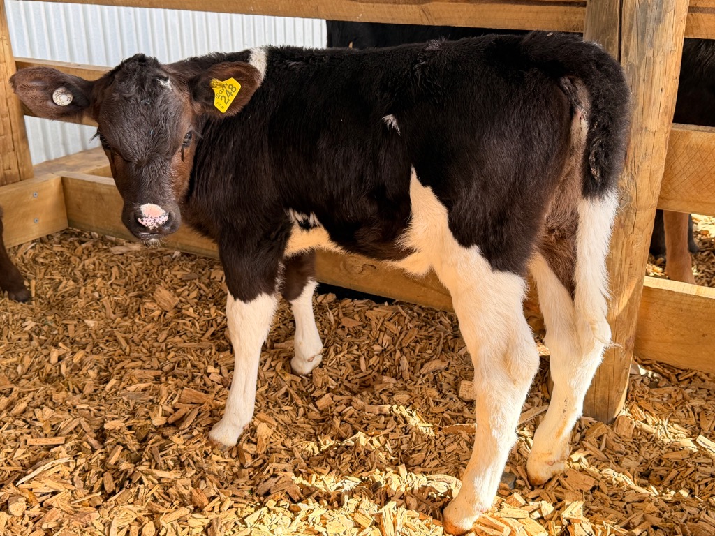 Half record calves