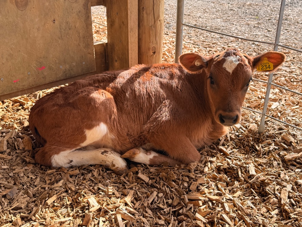 Ag Assist - Half record calves