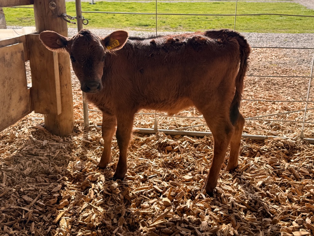 Ag Assist - Half record calves