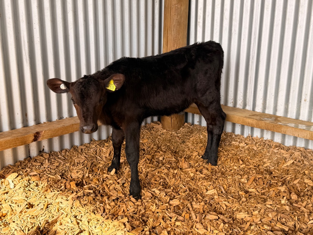 Ag Assist - Half record calves