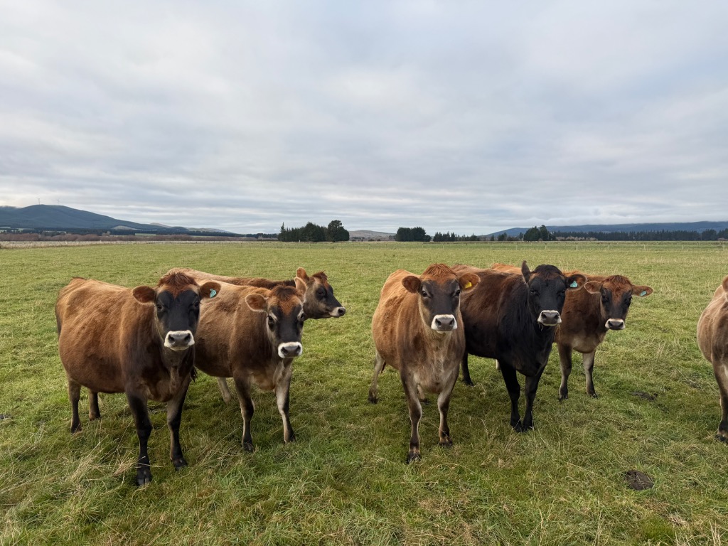 Jersey IC Heifers