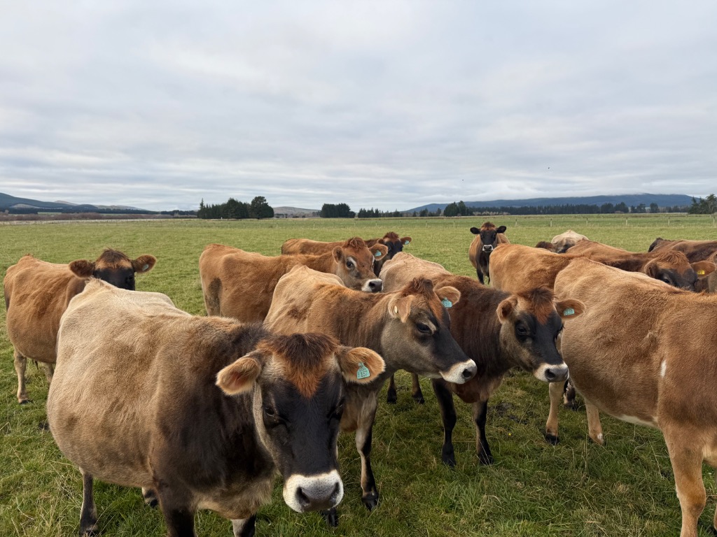 Ag Assist - Jersey IC Heifers