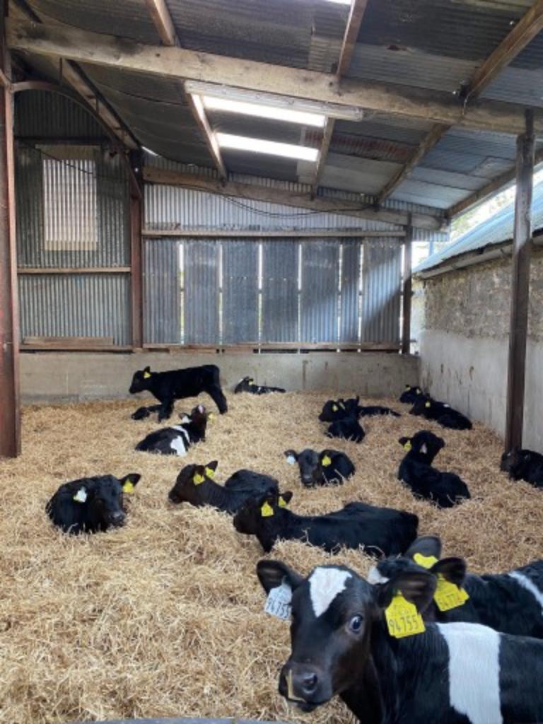 Ag Assist - Ireland Dairy Farm Work Spring 2026 Jan to May