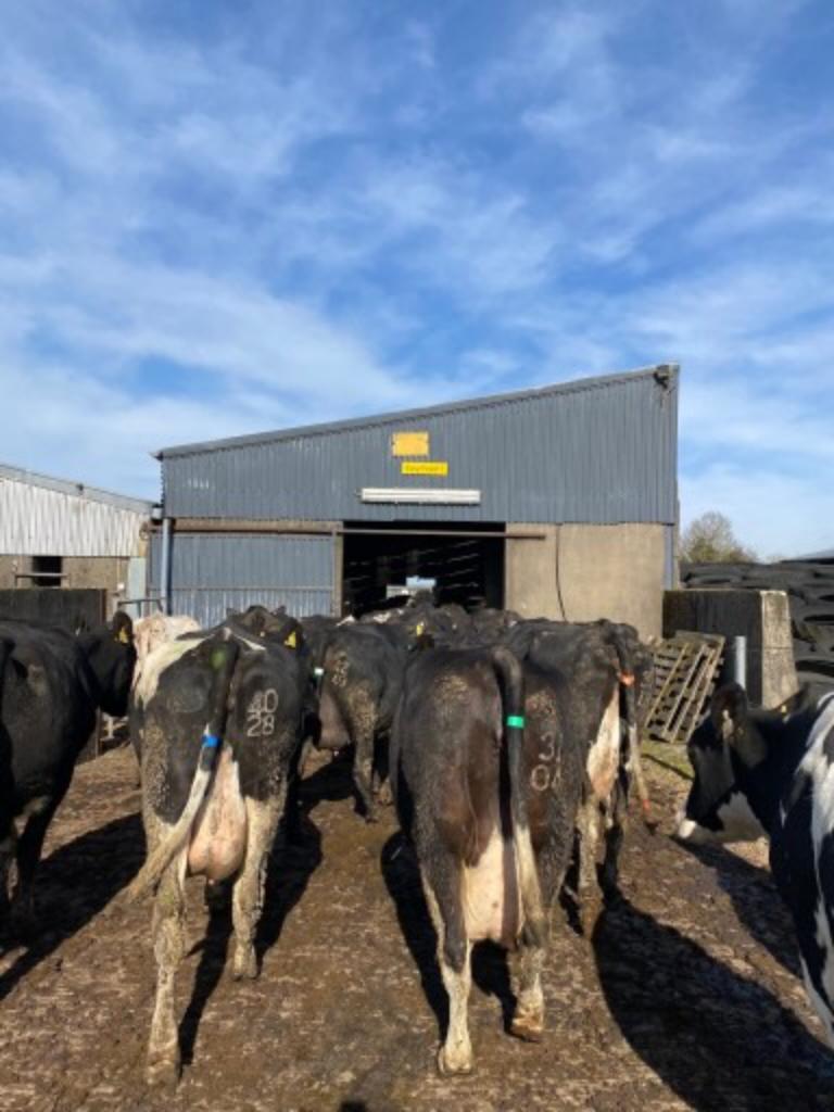 Ag Assist - Ireland Dairy Farm Work Spring 2026 Jan to May