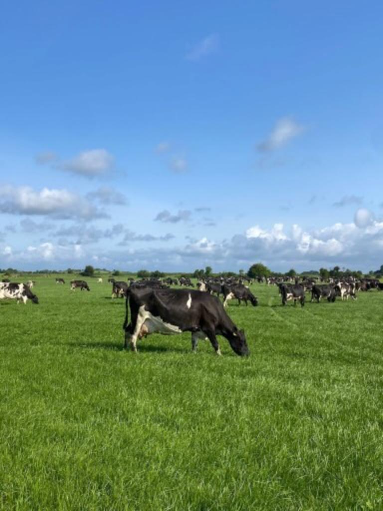 Ag Assist - Ireland Dairy Farm Work Spring 2026 Jan to May