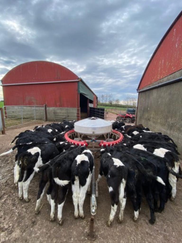 Ag Assist - Ireland Dairy Farm Work Spring 2026 Jan to May