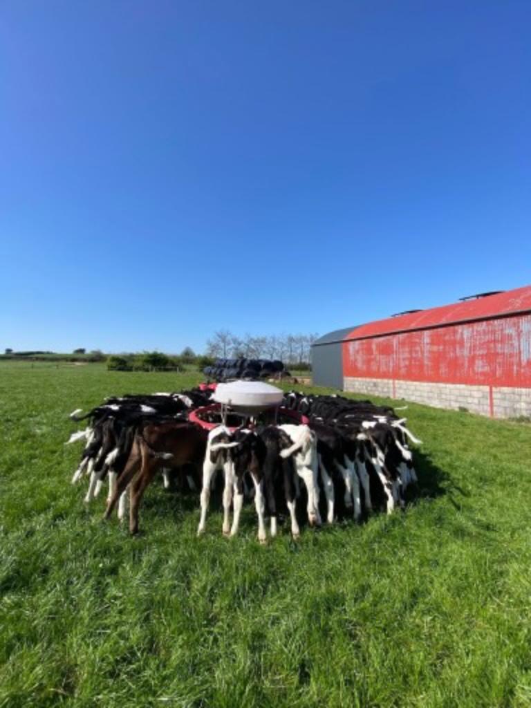 Ireland Dairy Farm Work Spring 2026 Jan to May