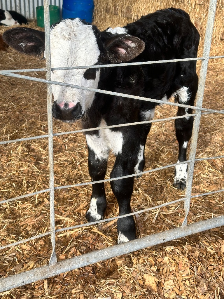 Broken Hereford Bull Large