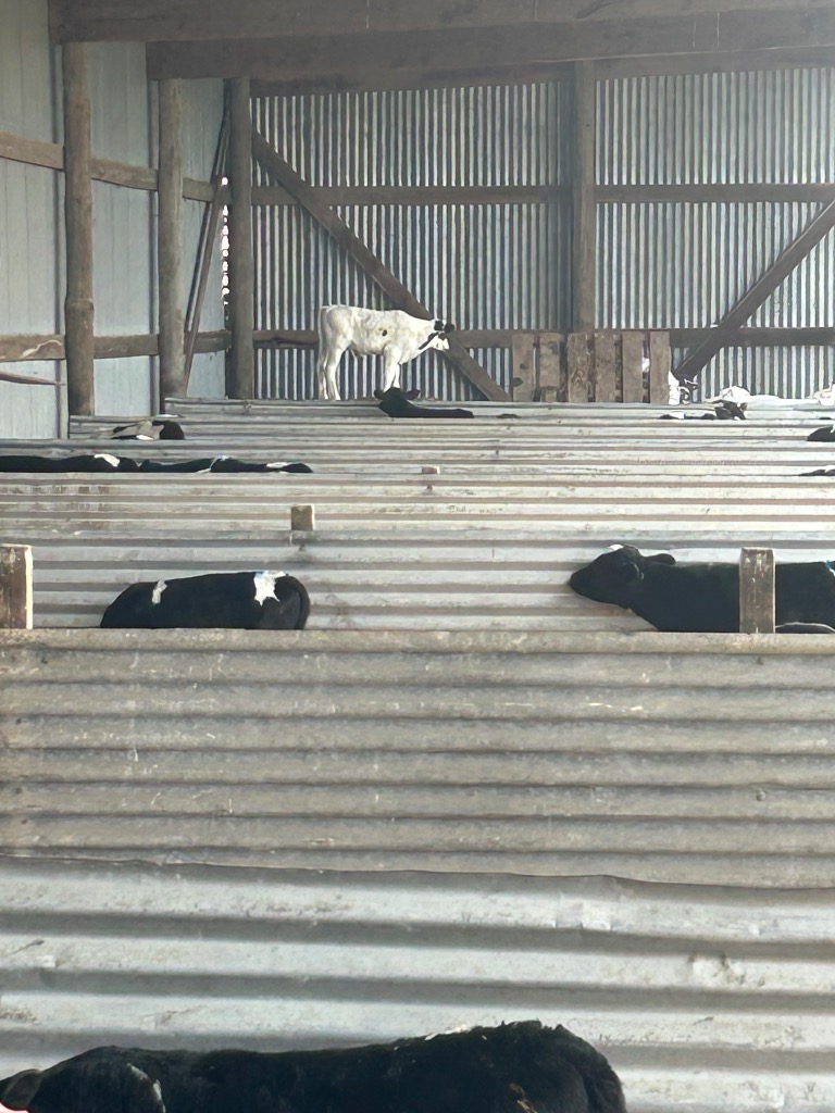 Calf Rearer