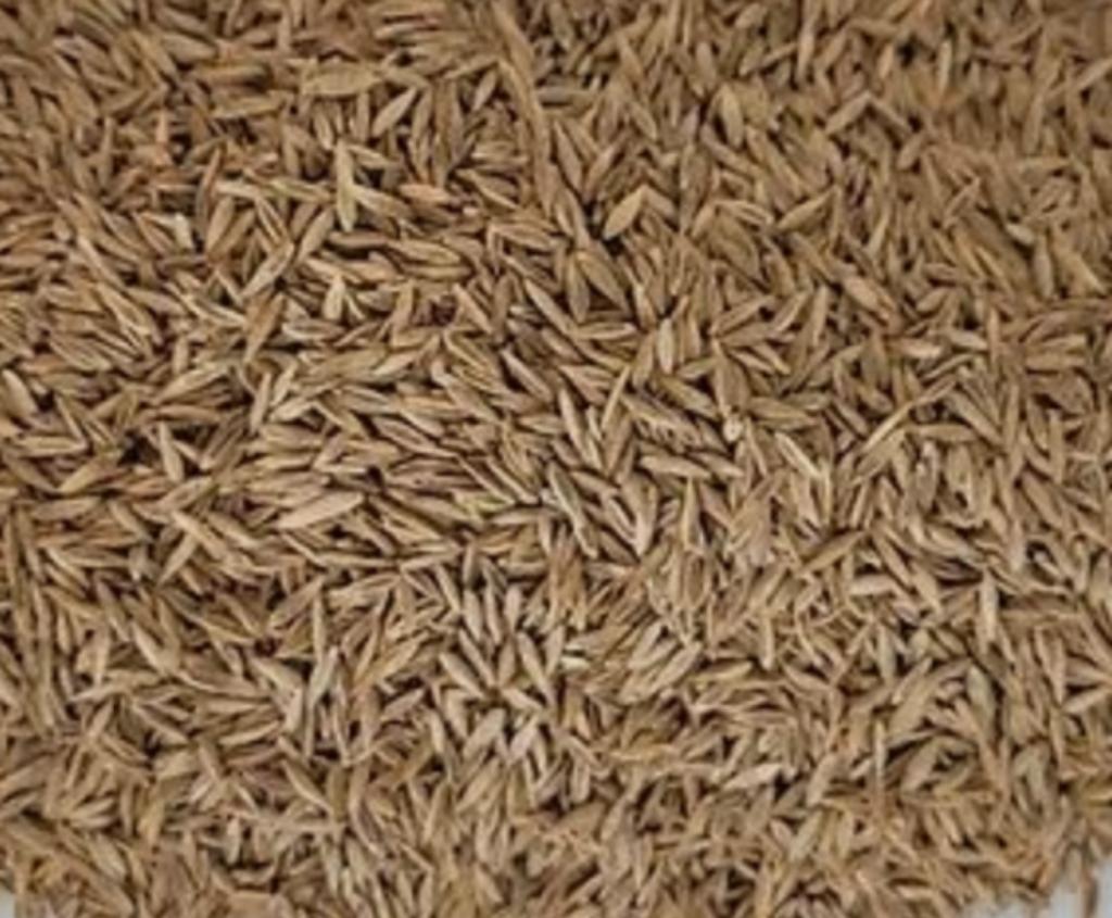 VNS Diploid Perennial Ryegrass Seed