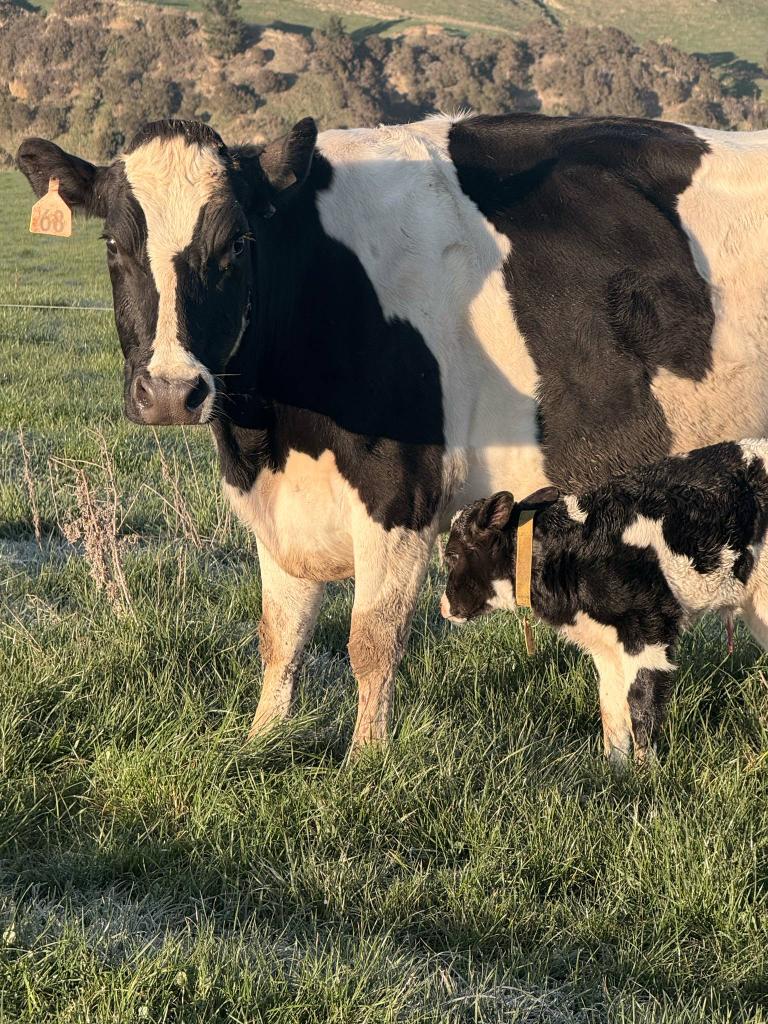 Ag Assist - Herd Manager