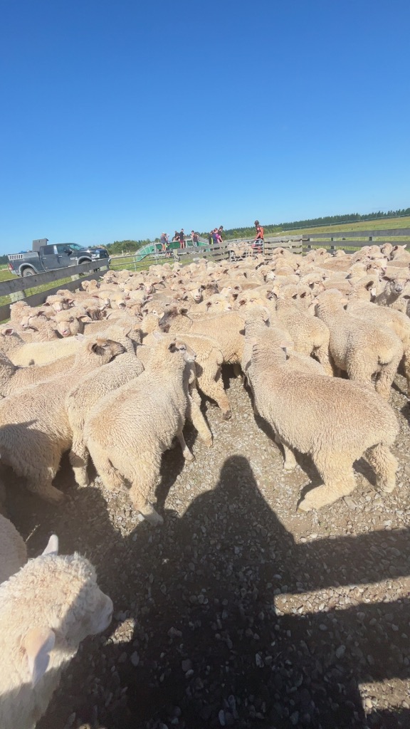 Nieve Singleton black