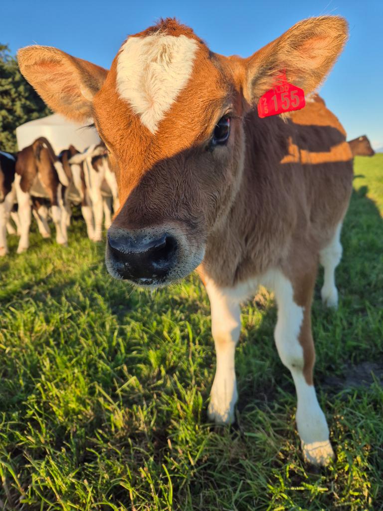 Calf rearer
