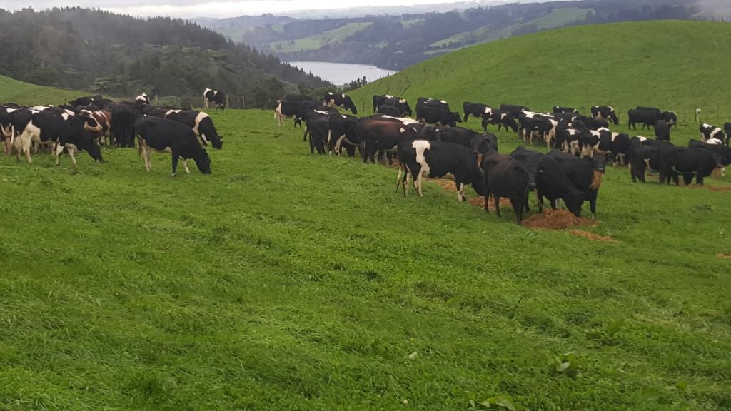 2IC or Dairy Assistant
