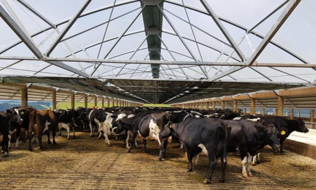 Ag Assist - 2IC or Dairy Assistant