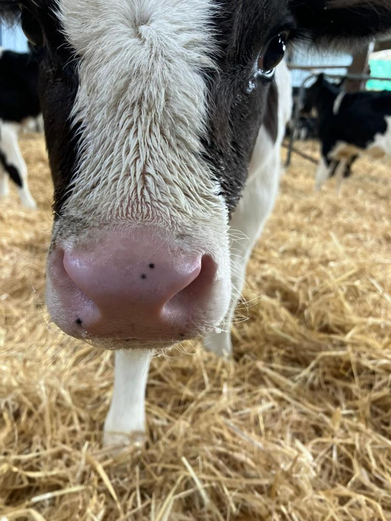 Fixed Term Calf Rearer Position