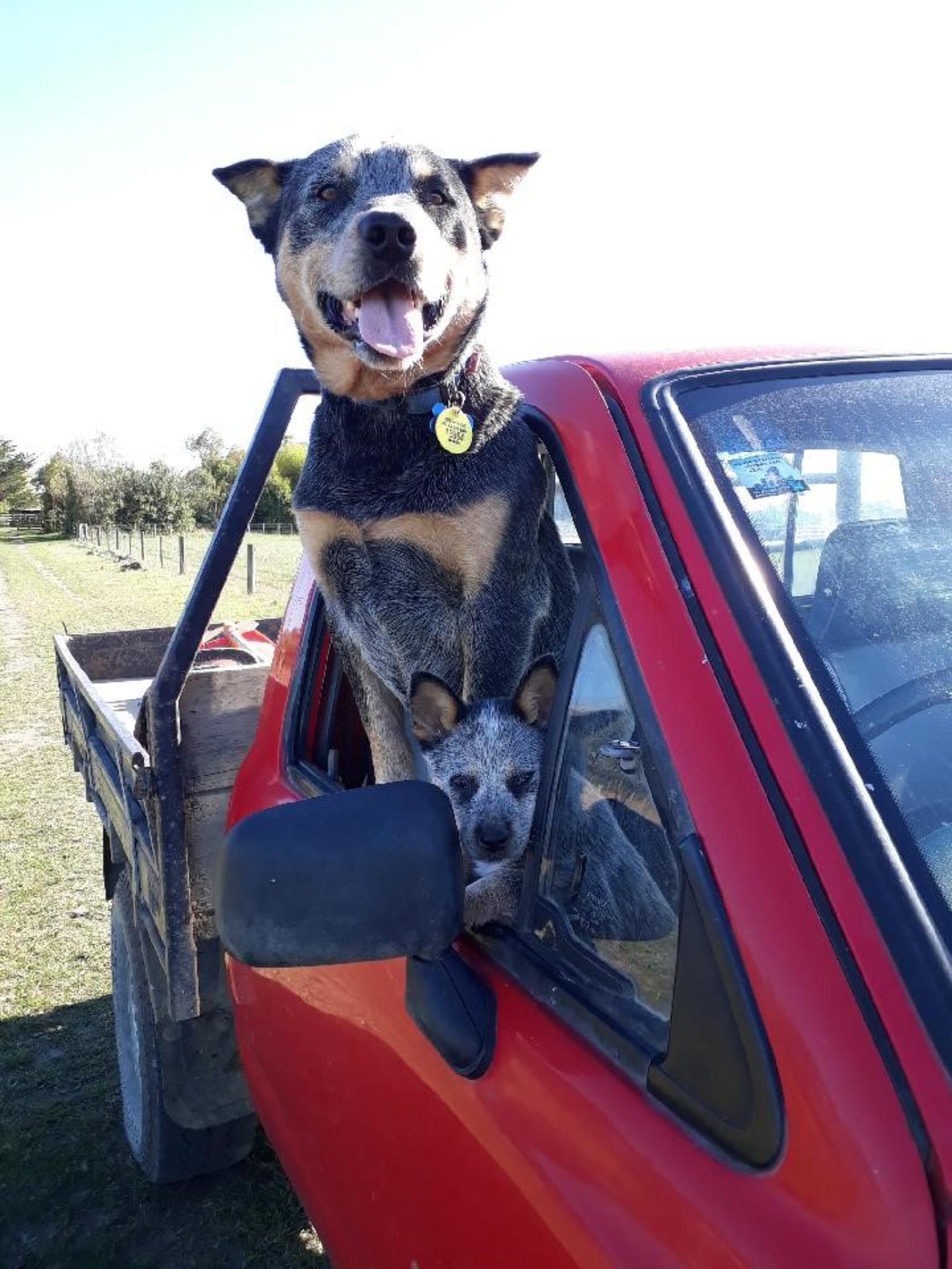 Dallas (female) 58yrs Sheat