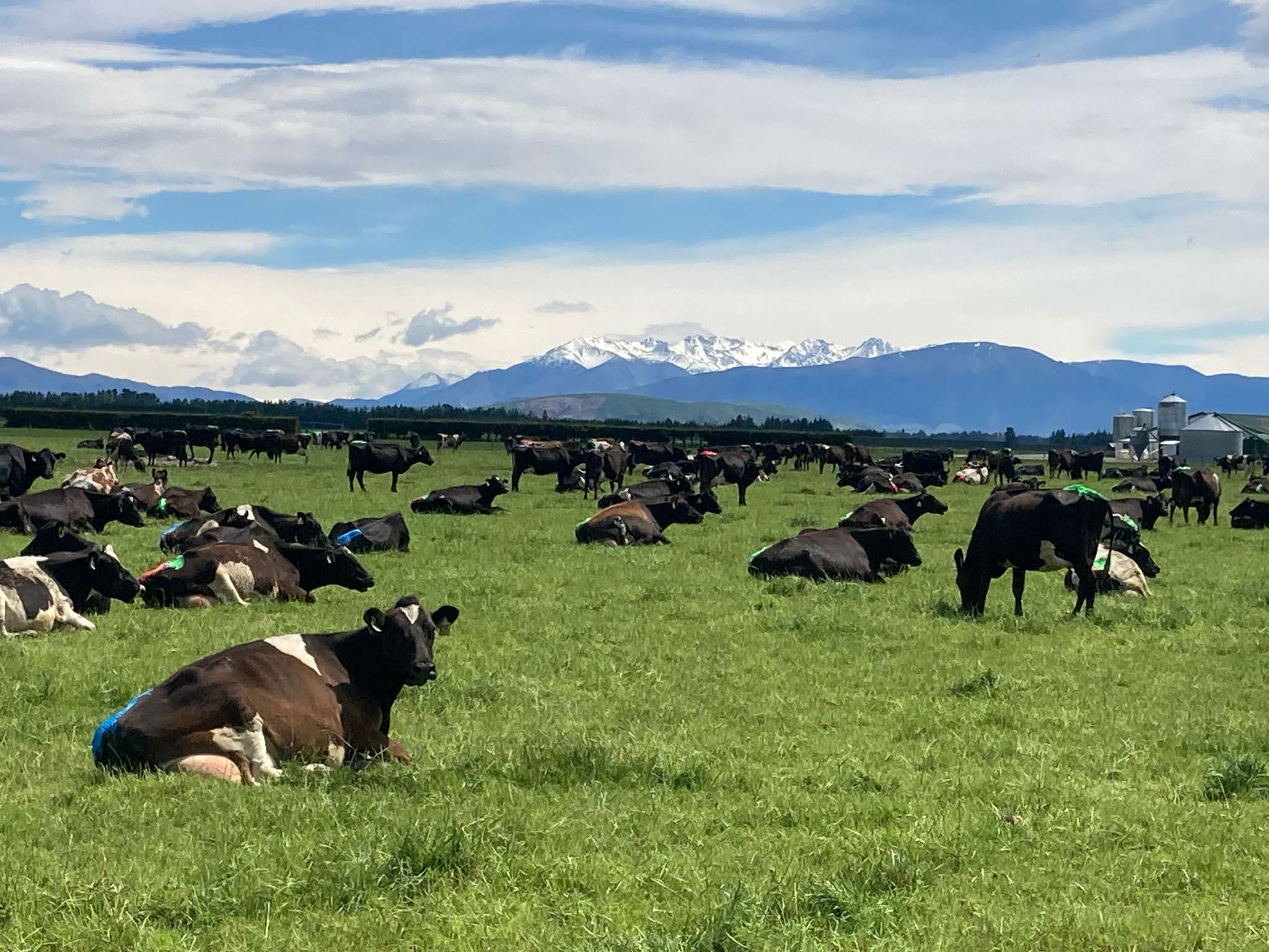 Ag Assist - Veterinary Technician / Assistant: Heifer Teat Sealing