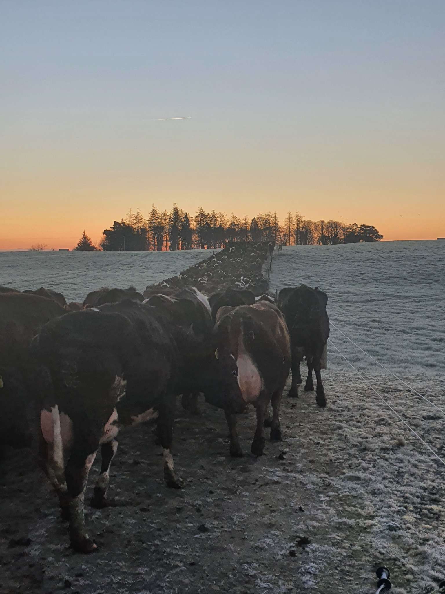 Ag Assist - Calf Rearer in Ireland wanted - January Start Date