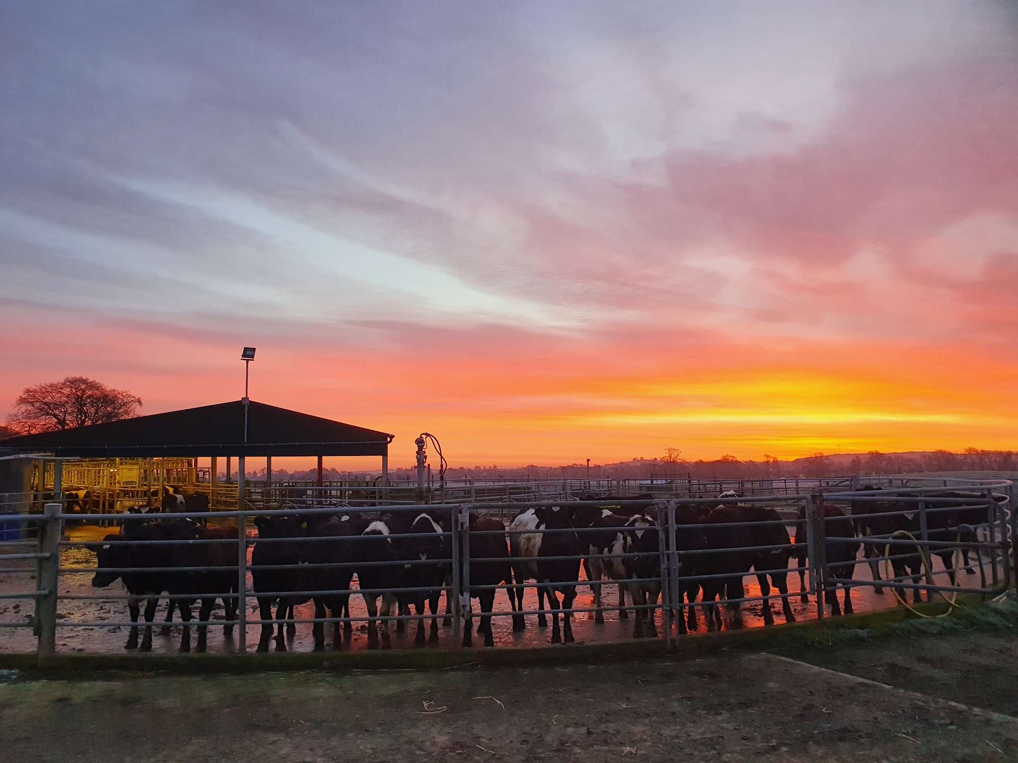 Calf Rearer in Ireland wanted - January Start Date