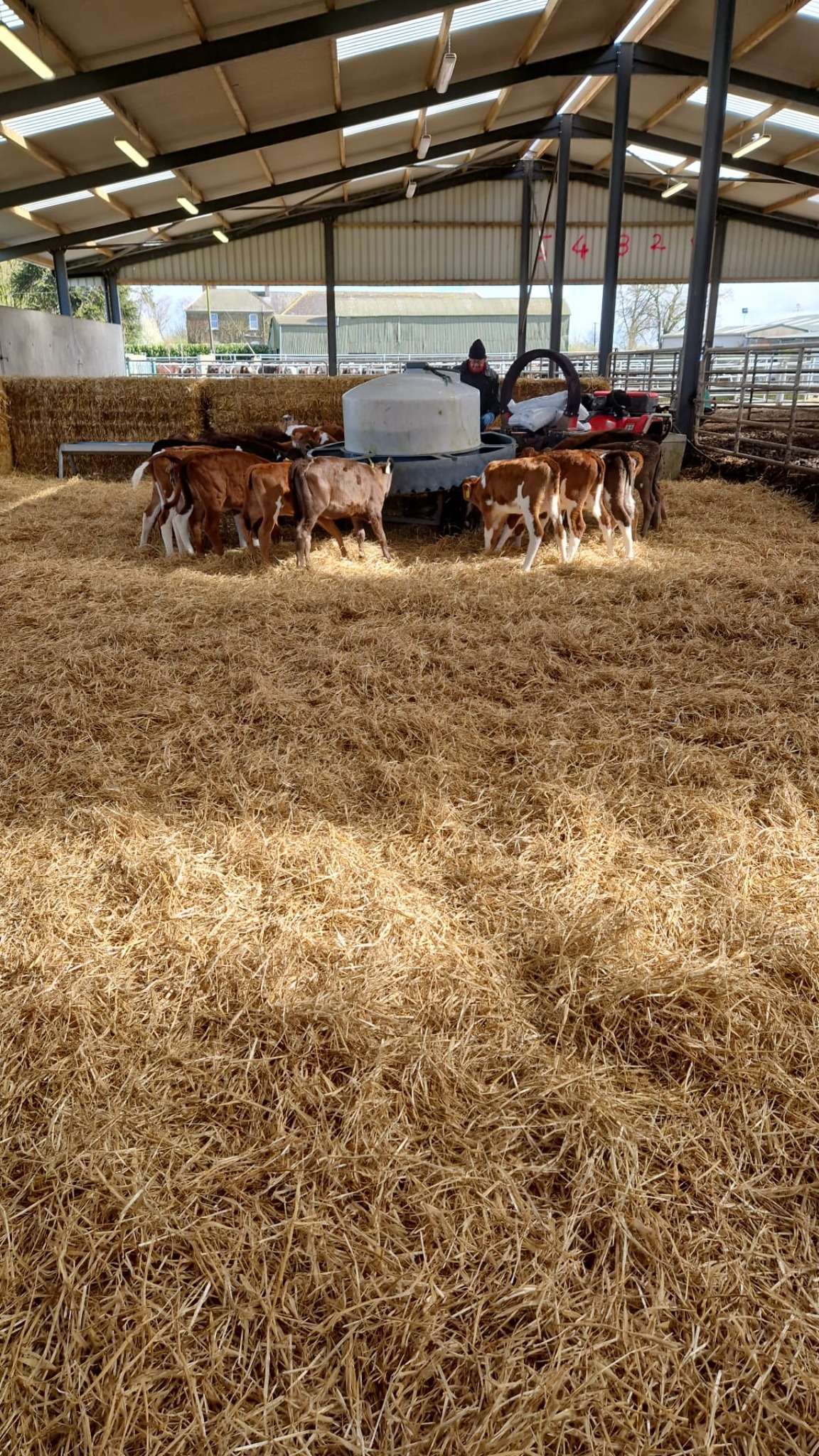 Ag Assist - Calf Rearer in Ireland wanted - January Start Date