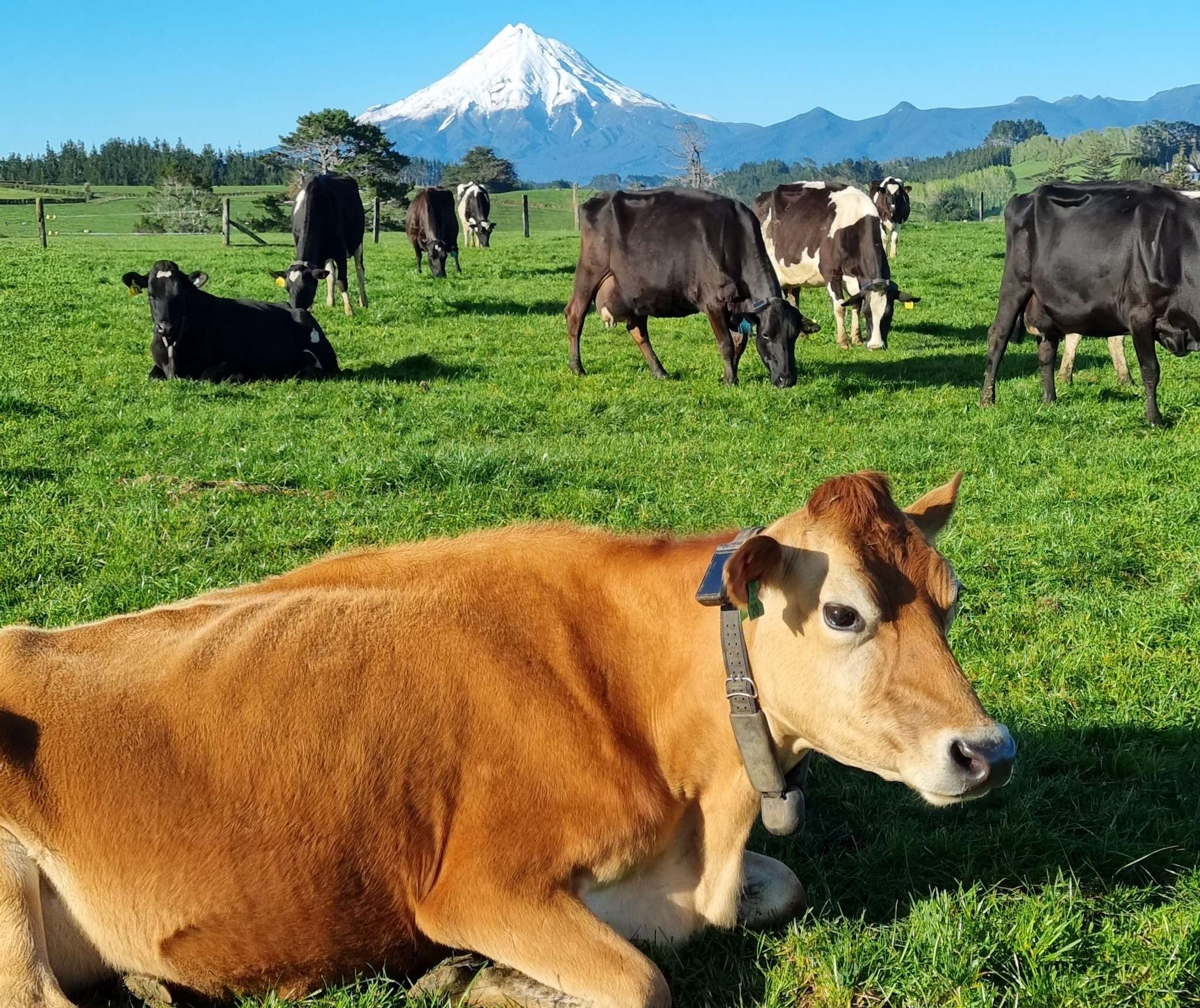 Summer Farm Hand - Taranaki
