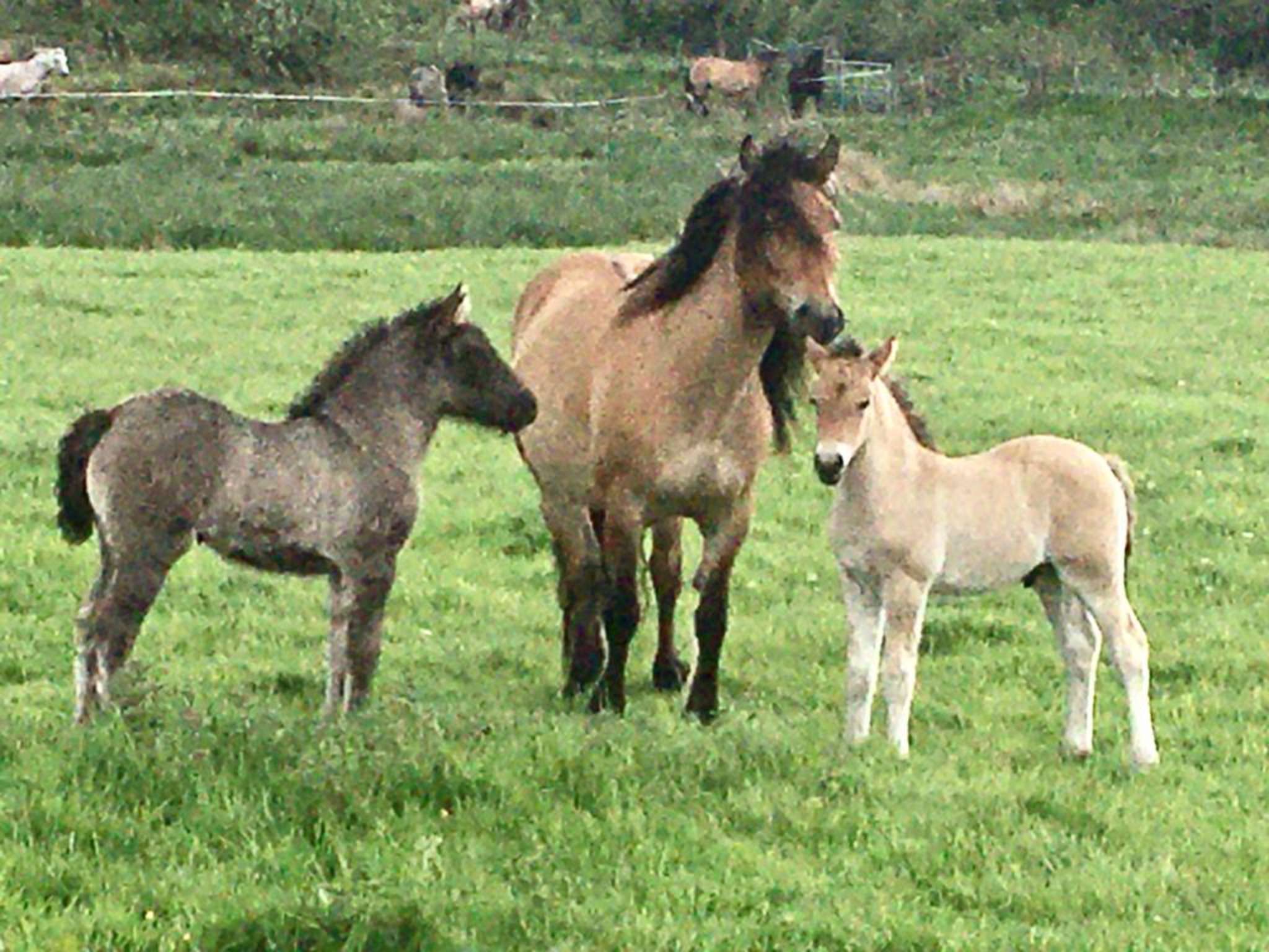 Connachan Farm