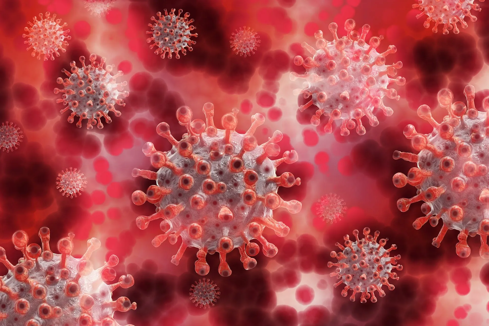 Hantavirus, c'è un altro positivo: è in isolamento in Spagna. L'Oms rassicura