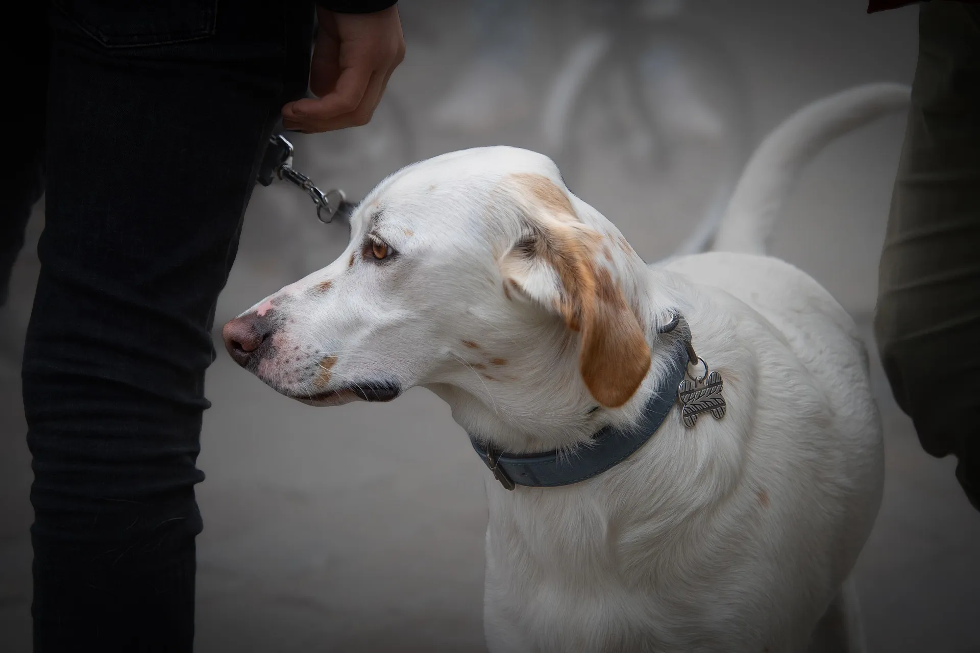 Svolta nella tutela di cani e animali: l'UE vieta i collari a strozzo. Ecco tutti i provvedimenti e le date