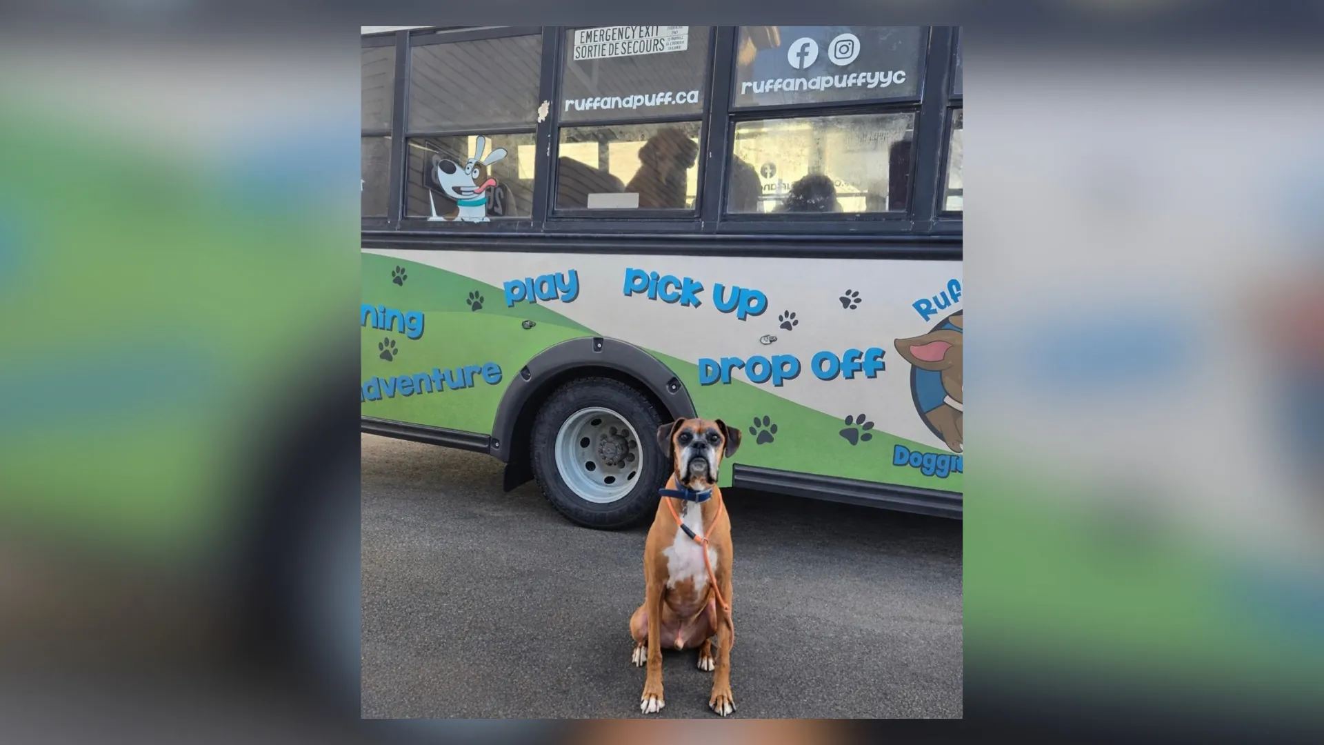 In Canada c’è uno scuolabus per cani: li prende a casa e li porta al parco