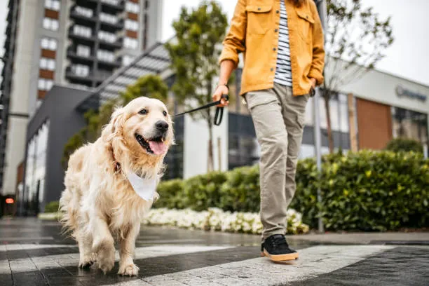 Ue, cambia la tutela dei cani: dal 2030 vietati collari a strozzo e con punte